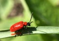 Red scarlet lily beetle laying  insect eggs Royalty Free Stock Photo