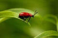 Red Scarlet lily Beetle on Plant Royalty Free Stock Photo