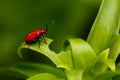 Red Scarlet lily Beetle on Plant Royalty Free Stock Photo