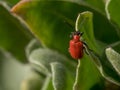 Red Scarlet lily Beetle on Plant. Lilioceris lilii