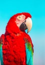 Red Scarlet macaw bird, vibrant colors photography Royalty Free Stock Photo