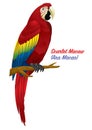Red scarlet macaw bird Royalty Free Stock Photo