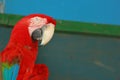 Red Scarlet Macaw closing his eye, Trying to sleep inside cage of Gazipur safari park in Dhaka, Bangladesh
