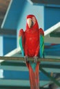 Red Scarlet Macaw looking Straight and sitting on bar of a bird cage at Gazipur safari park in Dhaka, Bangladesh