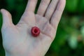 Red scarlet pink berry, ripe raspberrie on palm of  hand, green carved leaves in garden background. Summer harvest Royalty Free Stock Photo