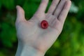 Red scarlet pink berry, ripe raspberrie on palm of hand, green carved leaves in summer garden backdrop. Harvest Royalty Free Stock Photo