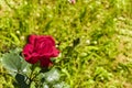 Red scarlet rose on a green natural background close-up. Open flower blossom rose, symbol of love Royalty Free Stock Photo