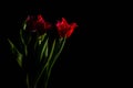 Red and scarlet tulips on a black background. Lots of space for text. Royalty Free Stock Photo