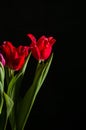 Red and scarlet tulips on a black background. Lots of space for text. Royalty Free Stock Photo