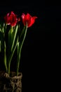 Red and scarlet tulips on a black background. Lots of space for text. Royalty Free Stock Photo