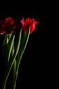 Red and scarlet tulips on a black background. Lots of space for text. Royalty Free Stock Photo