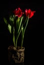 Red and scarlet tulips on a black background. Lots of space for text. Royalty Free Stock Photo