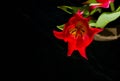 Red and scarlet tulips on a black background. Lots of space for text. Royalty Free Stock Photo