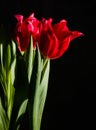 Red and scarlet tulips on a black background. Lots of space for text. Royalty Free Stock Photo