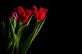 Red and scarlet tulips on a black background. Lots of space for text. Royalty Free Stock Photo