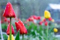 red, scarlet and yellow tulips under the snow Royalty Free Stock Photo