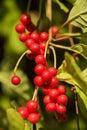 Red schisandra berries and leaves in nature