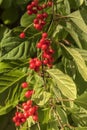 Red schisandra berries and leaves in nature