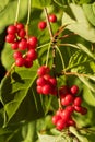 Red schisandra berries and leaves in nature