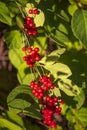 Red schisandra berries and leaves in nature