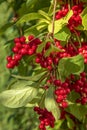 Red schisandra berries and leaves in nature