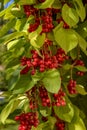 Red schisandra berries and leaves in nature