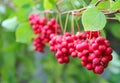 Red schisandra growing on branch in row. Ripe schizandra on liana in garden