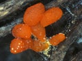 Red sclerotia of a slime mold Physarum
