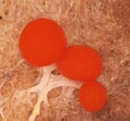 Red sclerotia of a slime mold Physarum