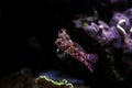 Red Scooter Dragonet Synchiropus stellatus Royalty Free Stock Photo