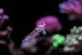 Red Scooter Dragonet - Synchiropus stellatus Royalty Free Stock Photo