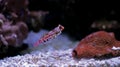 Red Scooter Dragonet - Synchiropus stellatus Royalty Free Stock Photo