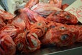 Red Scorpion Fish for sale at Cadiz fish Market