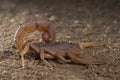 Red scorpion in Night seen at Thane,Maharashtra,india