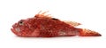 Red scorpionfish Royalty Free Stock Photo