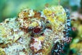 Red scorpionfish