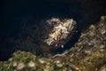 Red scorpionfish (Scorpaena scrofa) Royalty Free Stock Photo