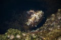 Red scorpionfish (Scorpaena scrofa)