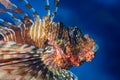 Red scorpionfish Scorpaena scrofa Royalty Free Stock Photo