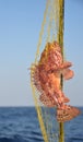 Red scorpionfish, Scorpaena scrofa, fishing net, blue sea Royalty Free Stock Photo