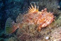 Red Scorpionfish, Scorpaena scrofa Royalty Free Stock Photo