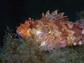 Red Scorpionfish Scorpaena scrofa Royalty Free Stock Photo