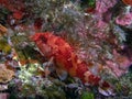A Red Scorpionfish Scorpaena scrofa in the Mediterranean Sea Royalty Free Stock Photo