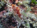 A Red Scorpionfish Scorpaena scrofa in the Mediterranean Sea Royalty Free Stock Photo