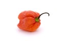 Red scotch bonnet chilli pepper Royalty Free Stock Photo