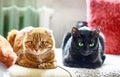 Red scotish fold cat and black cat lying on sofa