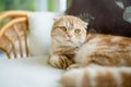 Red Scottish fold cat having rest on a sofa in a living room. Adult domestic cat spending time indoors at home Royalty Free Stock Photo