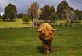 Red Scottish Highland cow approaches in Tarraleah, Tasmania Royalty Free Stock Photo