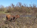 Red Scottish Highlander cow with large horns grazes in the dunes at the headland of Rozenburg