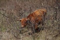 Red Scottish Highlander cow with large horns grazes in the dunes at the headland of Rozenburg